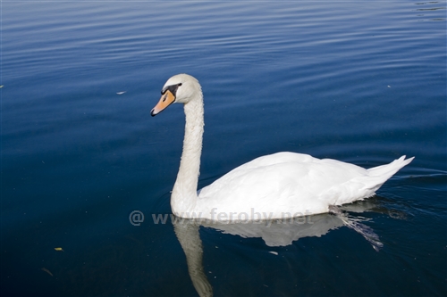Cigno