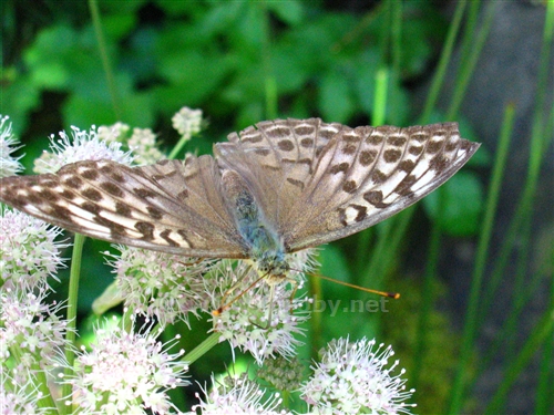 Farfalla
