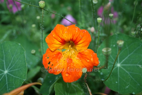 Fiore