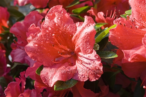 Azalea