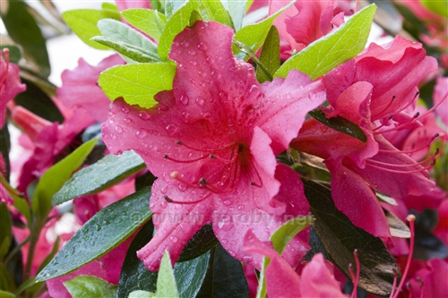 Azalea