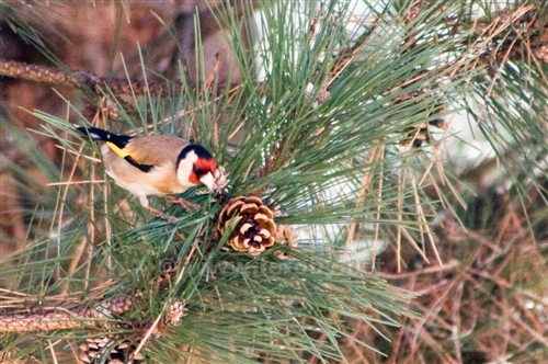 Pettirosso