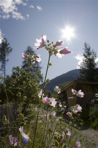 Controluce