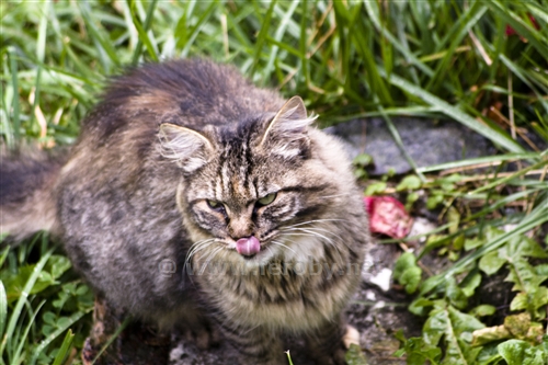 Gatto