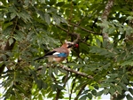 Uccello con ciliegia