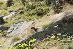 Marmotta