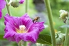 Fiori e piante