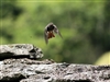 Uccelli